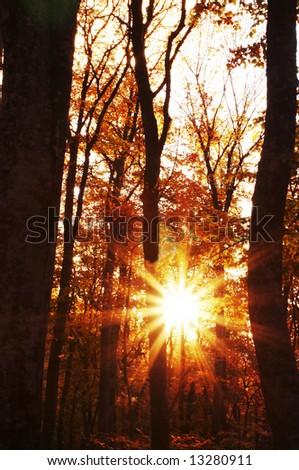 Sun in autumn forest