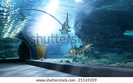 Tourist in big aquarium