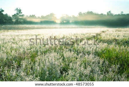 Field landscape on spring season