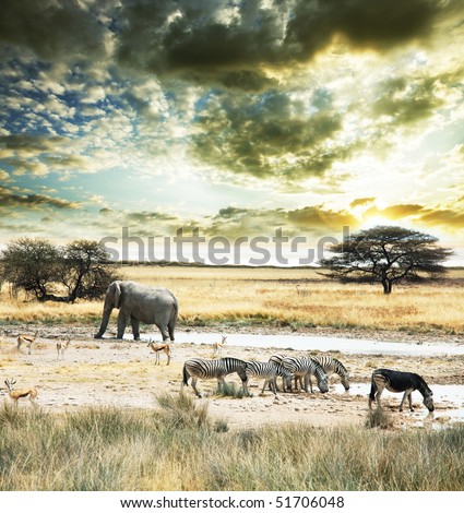 wild Africa