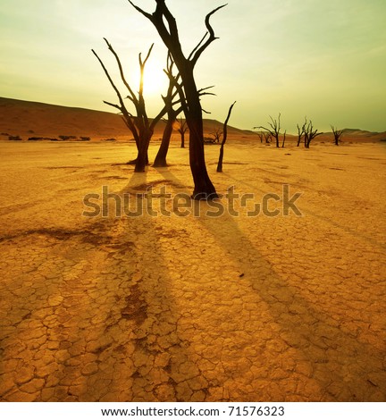 dry trees in Namib desert