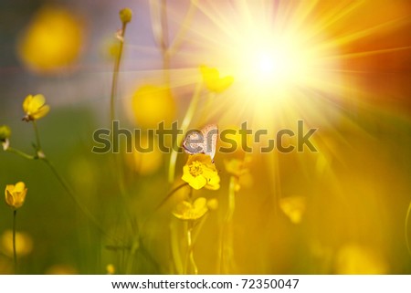 sunny flowers