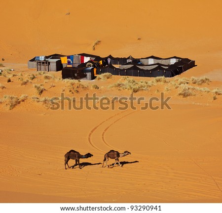 The bedouins camp in  Sahara, Morocco