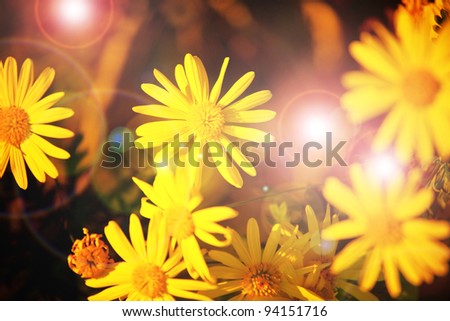 sunny  flower