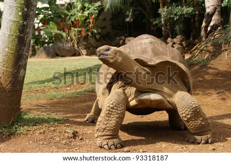 Mauritius Tortoise