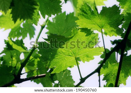 Grape vine leaf with rain drops on the leaves