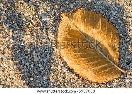 small leaf on the sands floor