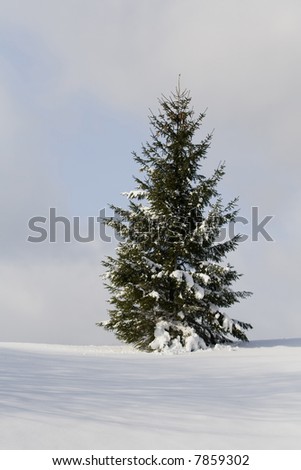 pine three in the snow for Christmas theme use
