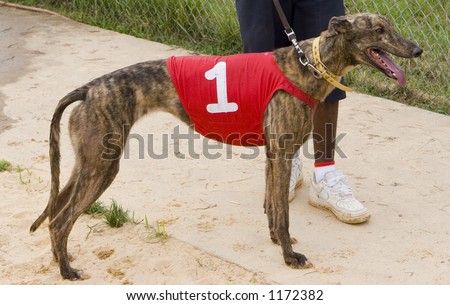 Black Racing Greyhound