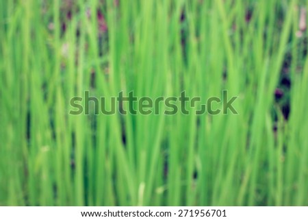 Green grass blurred vintage Background/Abstract ,Vintage blurred nature