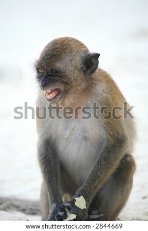 Macaque monkey in a bad mood