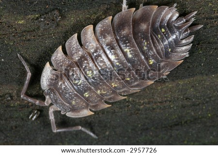 Pill bug viewed from the top