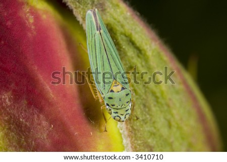 Closeup of Leafhopper - a common garden pest that can cause wilting in plants