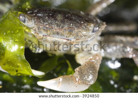 Flat Porcelain Crab found in Seattle\'s Discovery Park