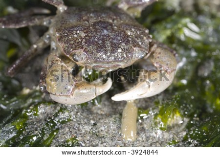 Flat porcelain crab found in Seattle\'s Discovery Park