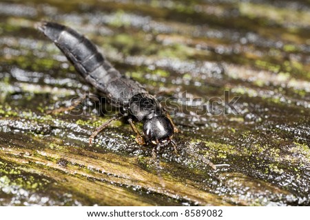Devil\'s coach horse beetle, a kind of rove beetle, demonstrating a threatening pose like a scorpion.  Superstitions hold that the devil takes the form of this beetle to eat sinners.