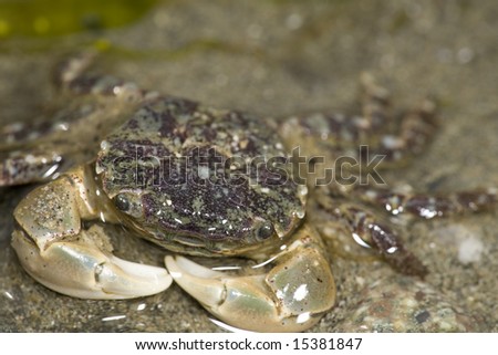 Purple shore crab found in Discovery Park Seattle