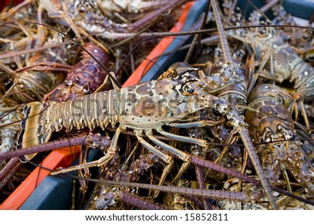 Spiny lobster recently coast off Yucatan coast in Mexico