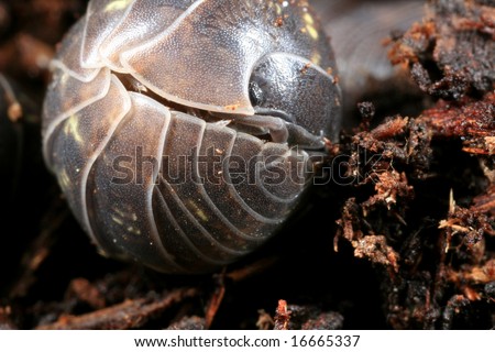 Pill bug defending itself by rolling into a ball