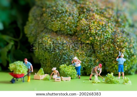 Group of farmers harvesting a giant cauliflower. Macro photography