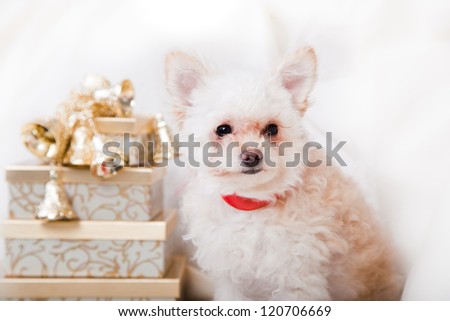 small white dog isolated on white with golden gifts for christmas