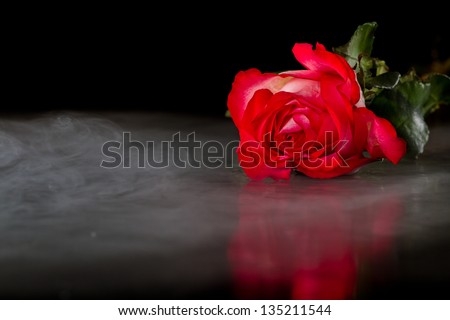 dramatic shot of a single rose with fog on a dark setting