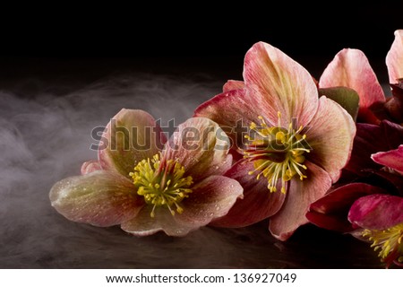 close up dramatic shot of christmas roses on a dark studio with dry ice fog