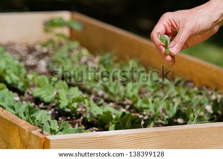 raised garden beds in the back yard female hands picking pea sprouts