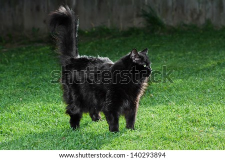 black cat standing on fresh cut grass on a sunny afternoon