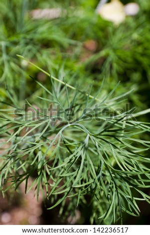 closeup of a healthy dill plant growing in the back yard garden
