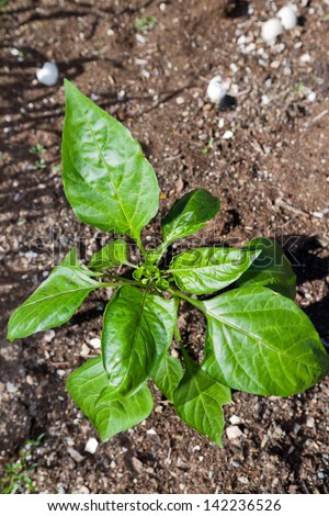 green bell pepper plant growing in the back yard garden