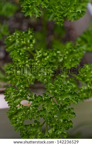 closeup of a parsley leaf growing in the back yard garden