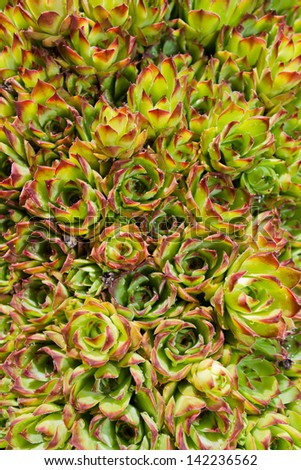 closeup of hens and chicks as a natural green and red background