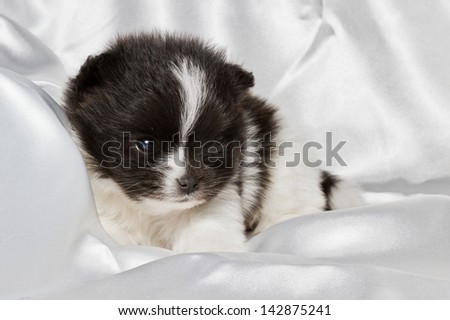 closeup of a four week old baby pomeranian puppy