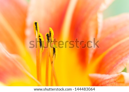 closeup of an orange day lily flower