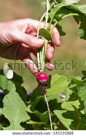 female hands picking a fresh radish from the garden bed