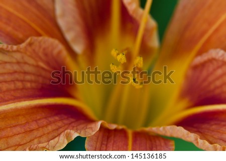closeup of an orange day lily flower