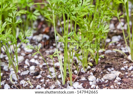 closeup of healthy baby carrot plants in the garden