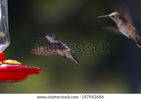 closeup of a small humming bird with a natural green background