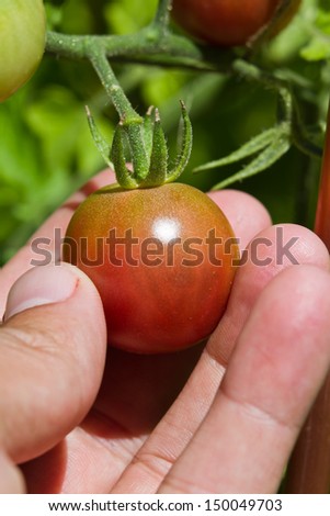 closeup of a tomato plant in the garden with ripe heirloom cherry tomatoes