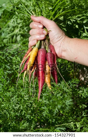 closeup of fresh picked rainbow carrots over greens in the garden