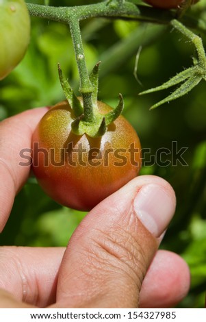 closeup of a tomato plant in the garden with ripe heirloom cherry tomatoes
