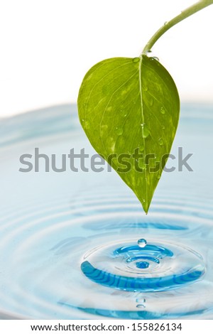 closeup of a wet green leaf over light blue water with ripples fading into a white background