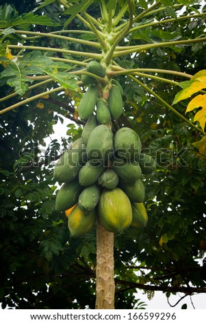 small papaya tree in the heart of the rainforest in Belize loaded with fresh papaya