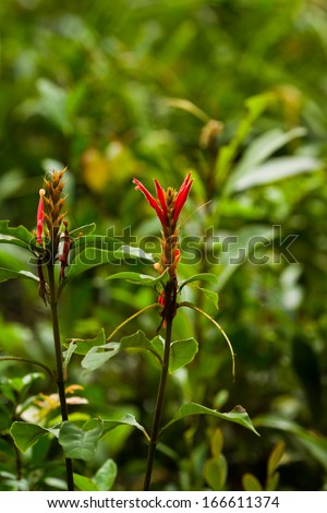 exotic plants with flowers in the rain forest of Belize