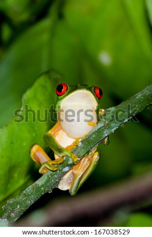 wild red eyed tree frog shot at night in the rain forest of Belize
