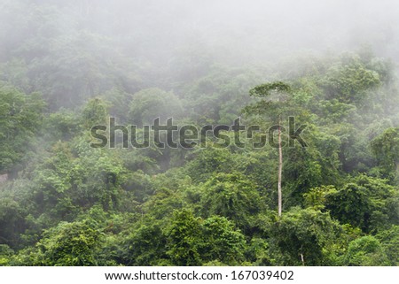 green lush jungle in the Cayo district of Belize with a light rain