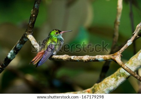 beautiful rufous tailed humming bird in the rainforest of Belize