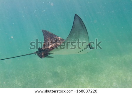 underwater close up of a sting ray of the coast of Belize