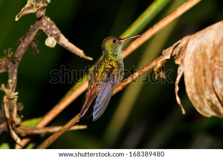 small humming bird perch on a twig in the rainforest of Belize